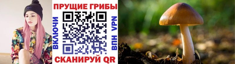закладка  Армянск  Галлюциногенные грибы мухоморы 